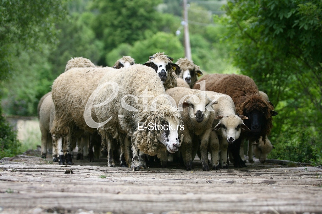 Herd of sheep on beautiful mountain meadow