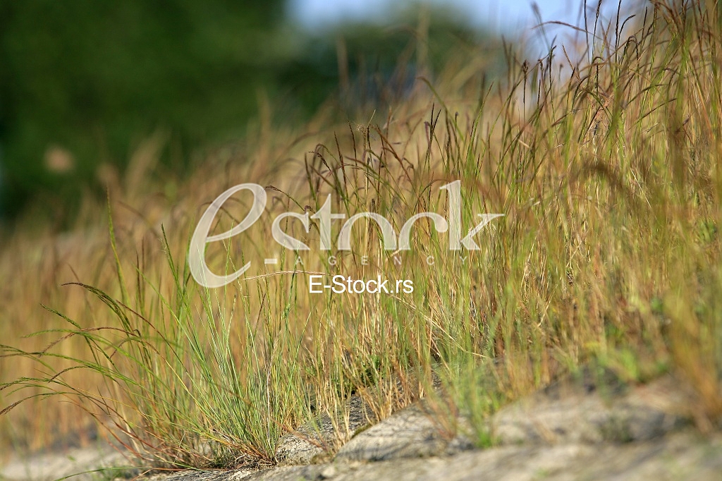 Spring or summer background with green grass