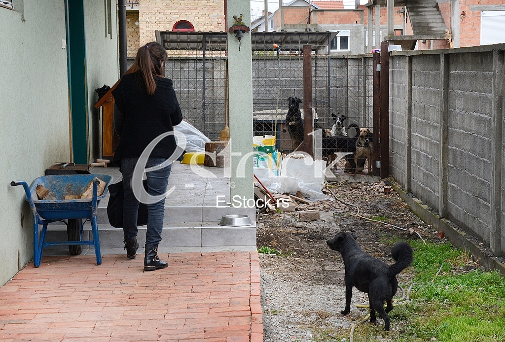 Association for adoption dogs 