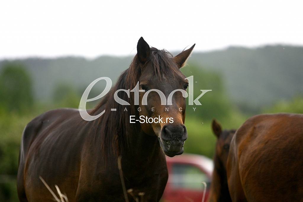 horses in the countryside in a field near mountains