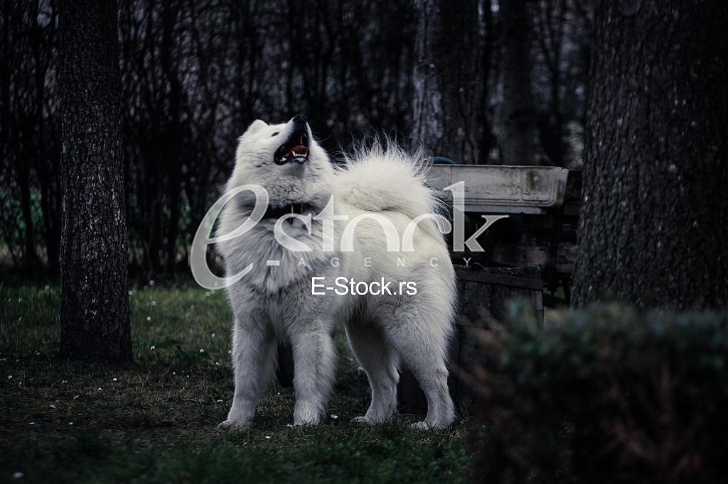 Samoyed