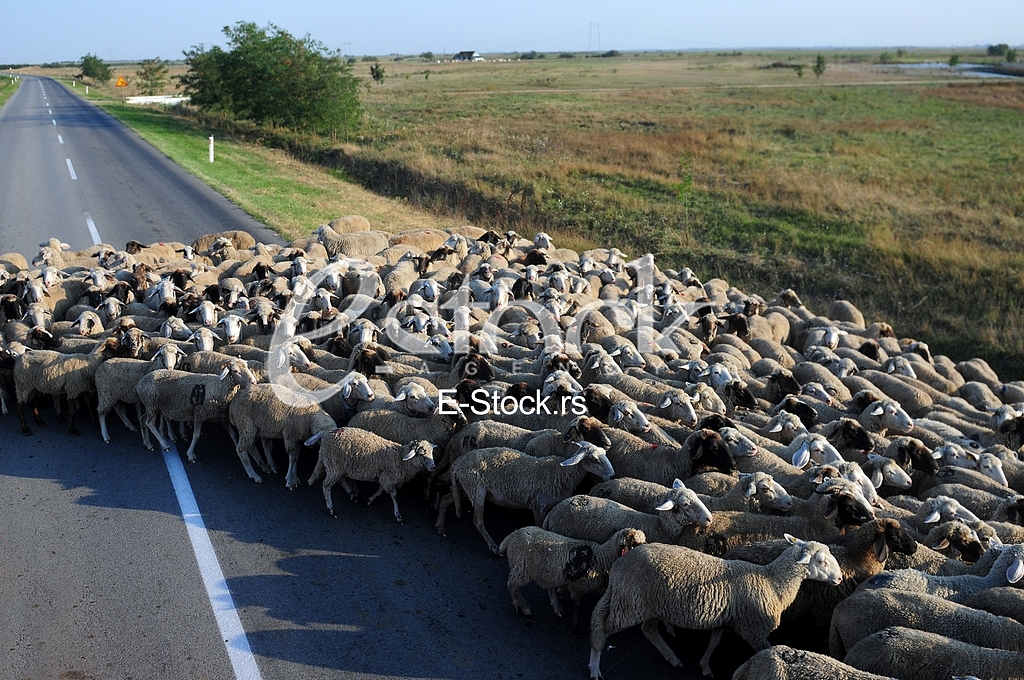 Sheep, animal
