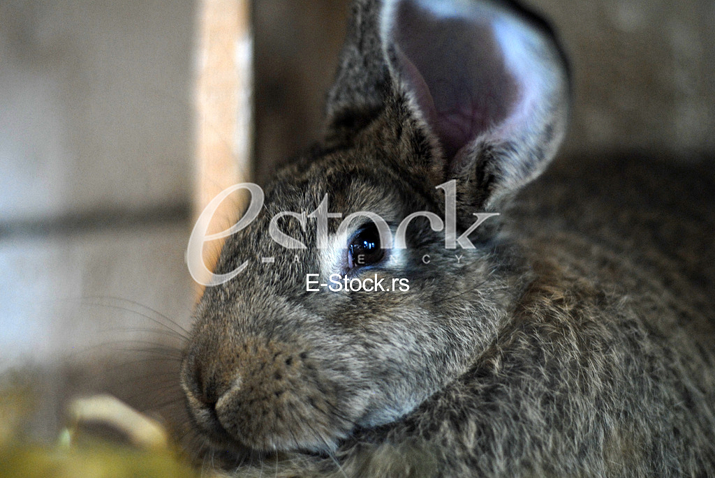 Rabbit