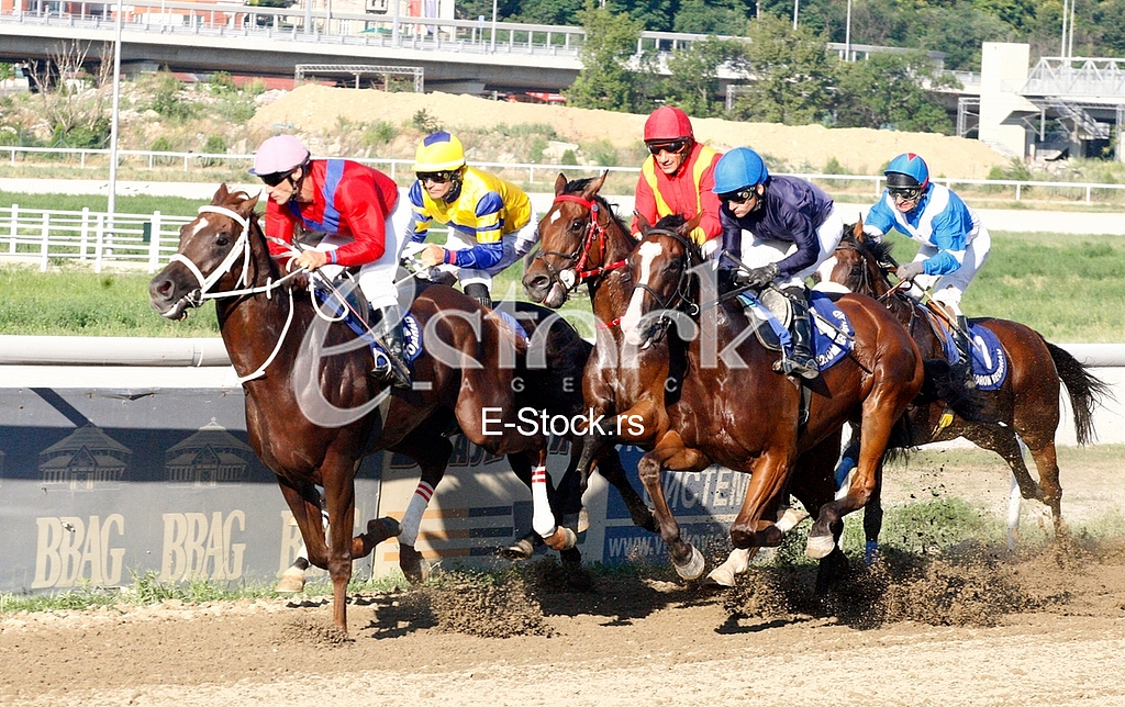 Hippodrome Belgrade hippodrome, and 100 years of equestrian sport horses and equestrian sports, horse