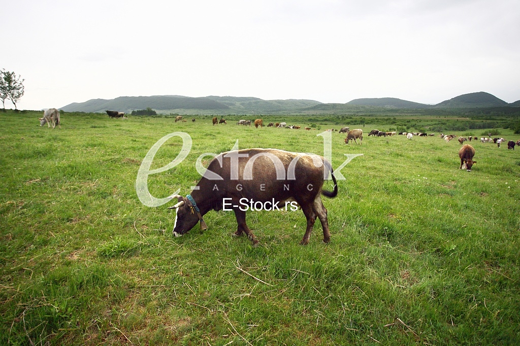 Cows grazing on a green summer meadow