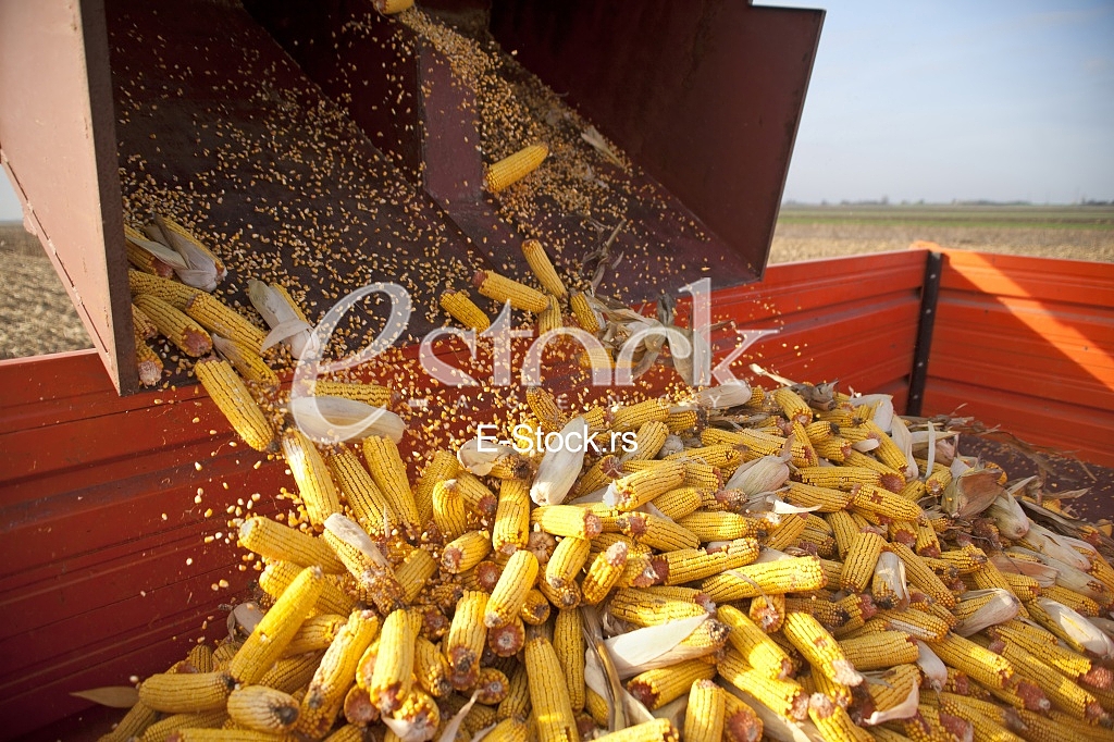Corn factory