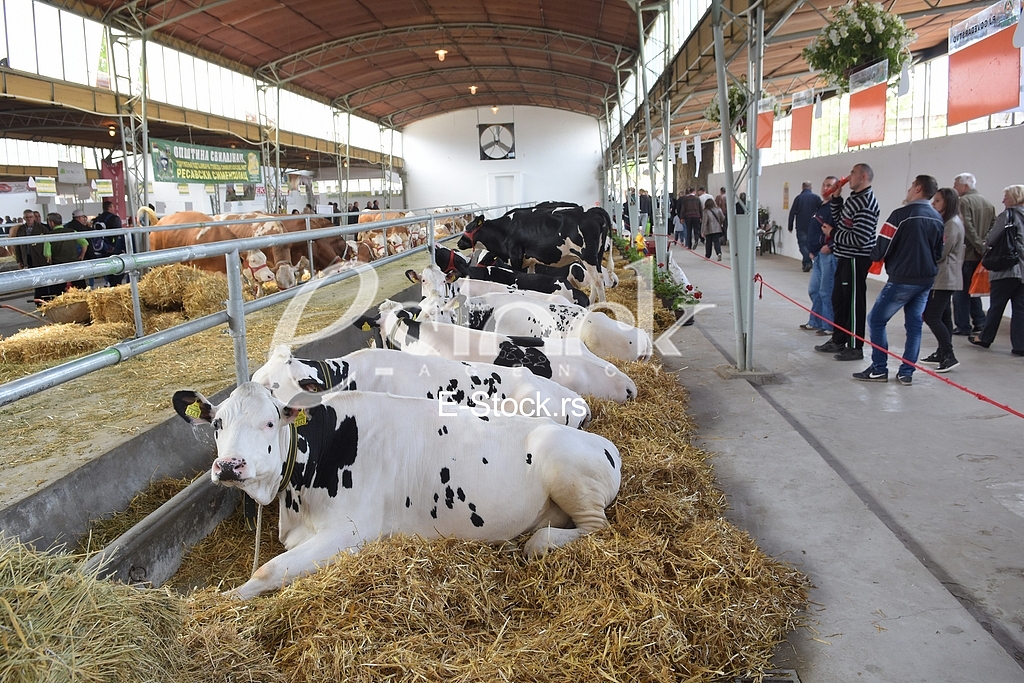 Agricultural machinery at fair