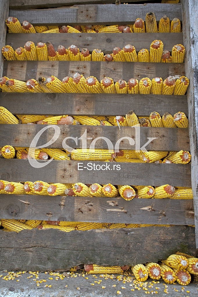 Corn factory