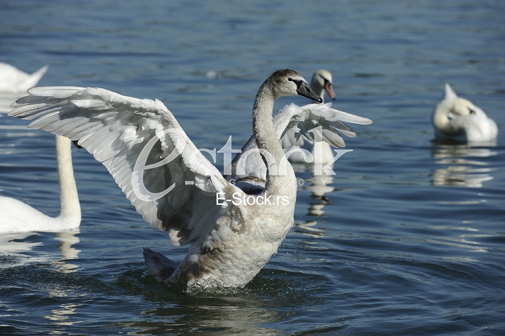 Swans on the River