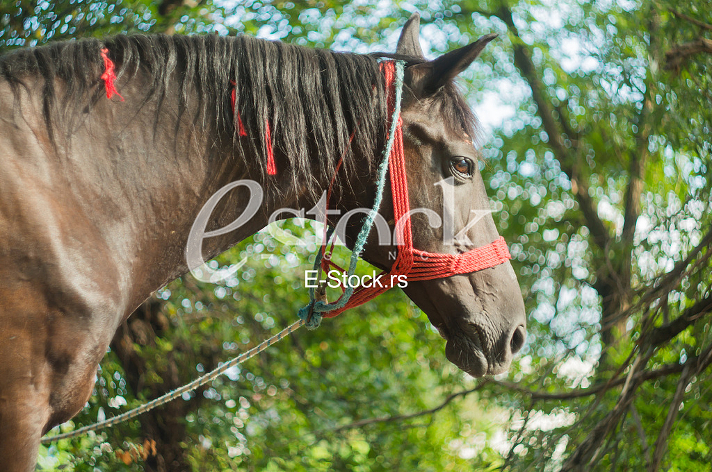 Horse on the street in the afternoon