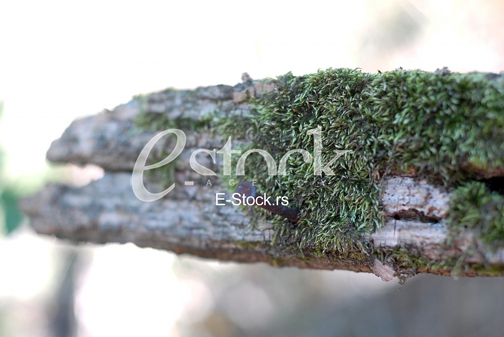 Ecology