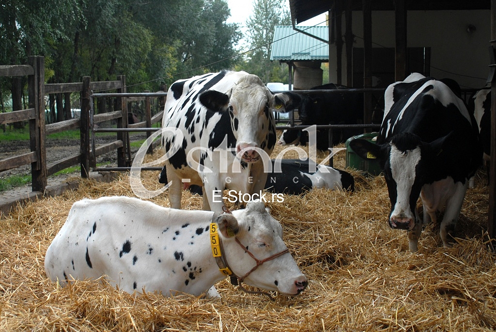  Balassa farm