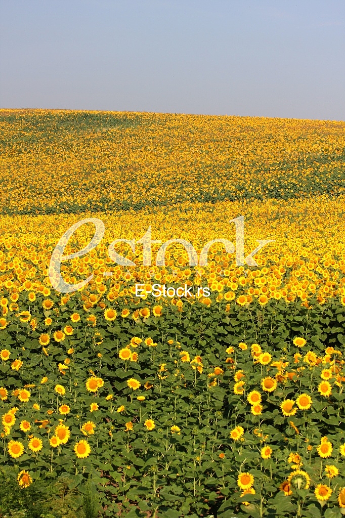 field of sunflowers and blue sun sky