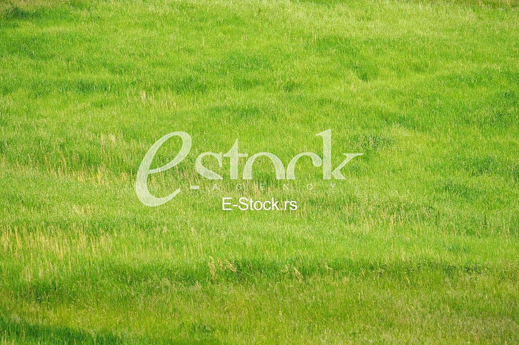 fresh spring green grass background texture straight