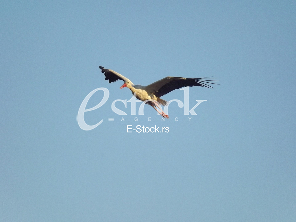 Stork, Roda