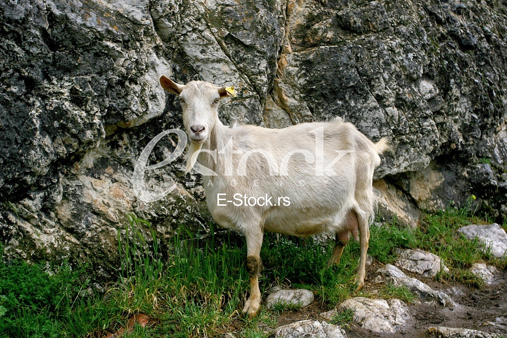 white goat out to pasture in the mountains
