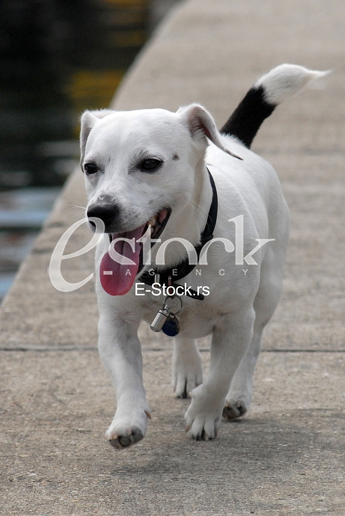 Dog playing