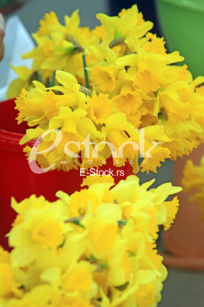 Narcisi, Narcissus