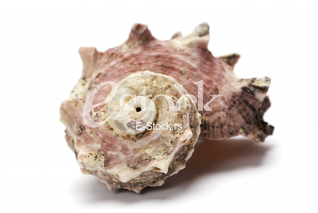 Starfish, shell
