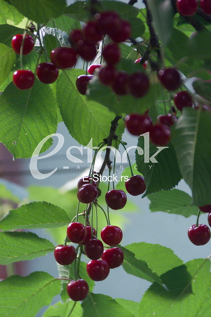 Visnja, Cherry