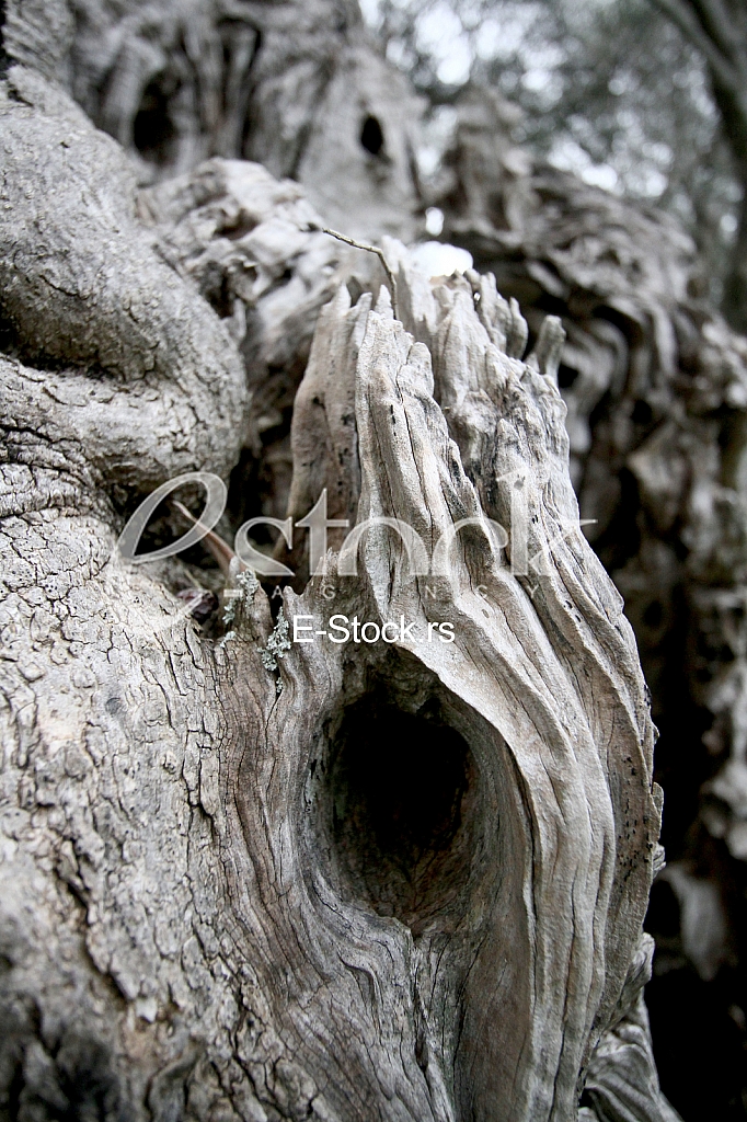 Montenegro Montenegro