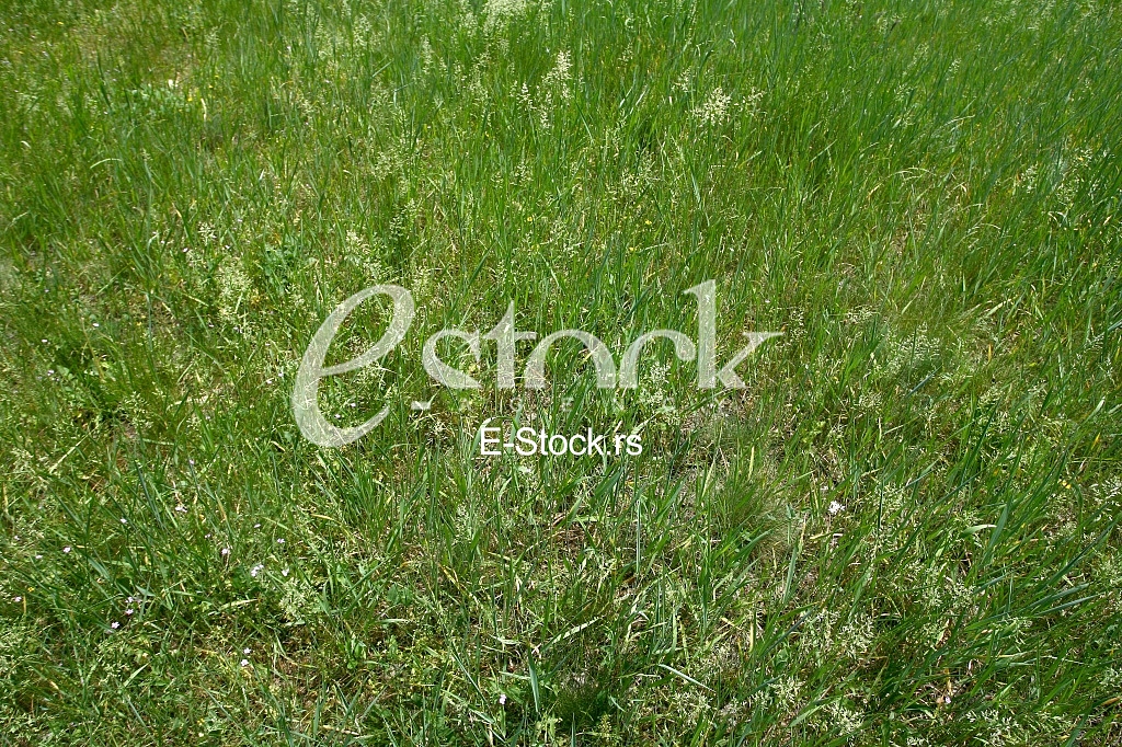 fresh spring green grass background texture straight