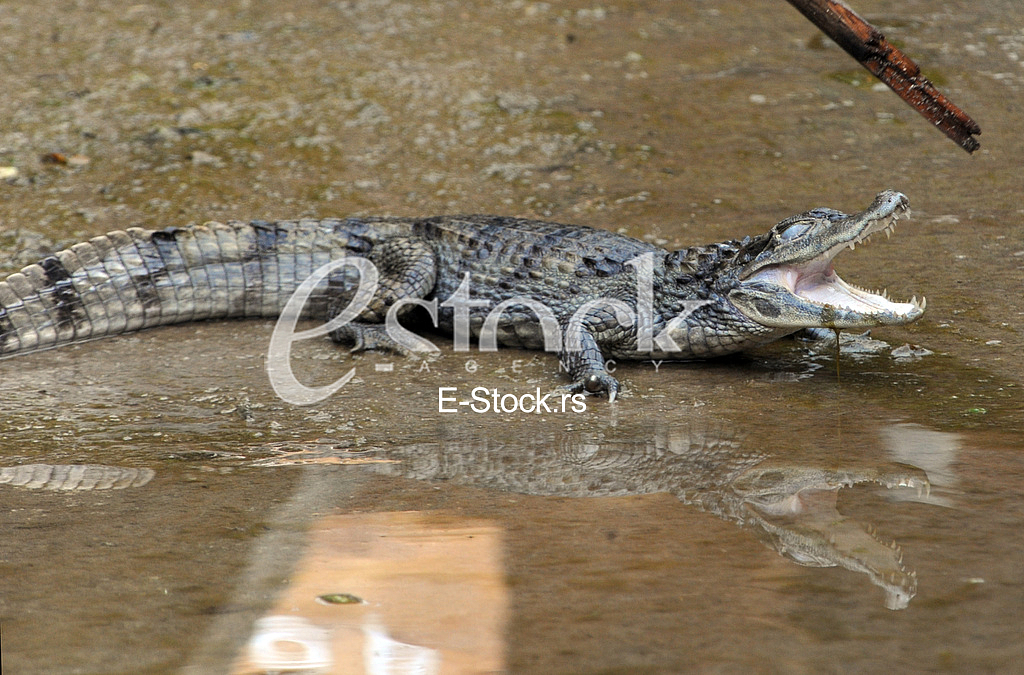 Alligator in Budva
