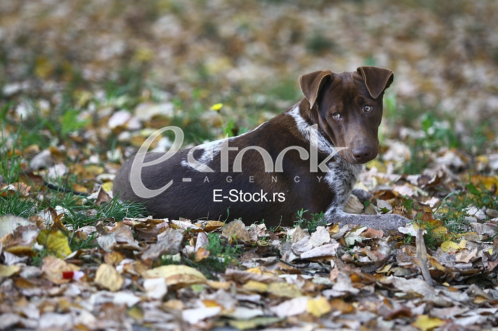 dog resting on yellow leaves
