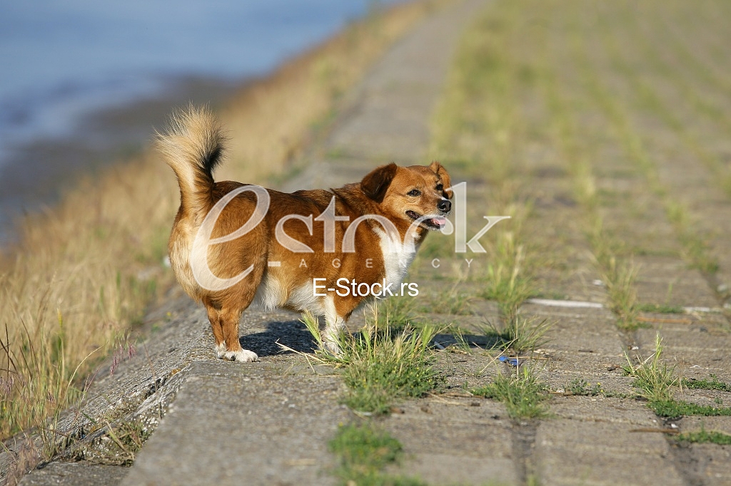 walking the dog on a beautiful sunny day
