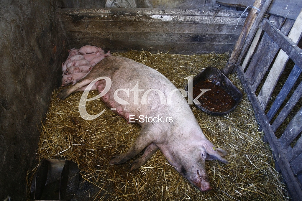 pigs on the farm