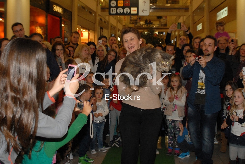 Cat show