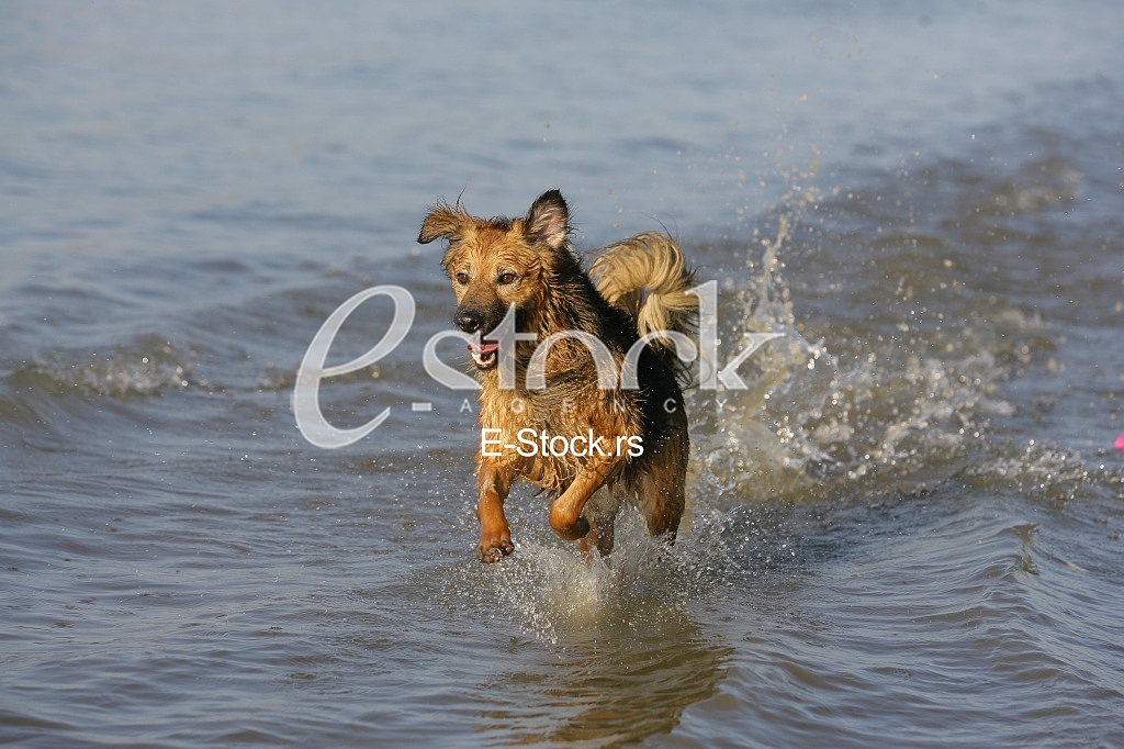 dog running through the water, dog runs on water