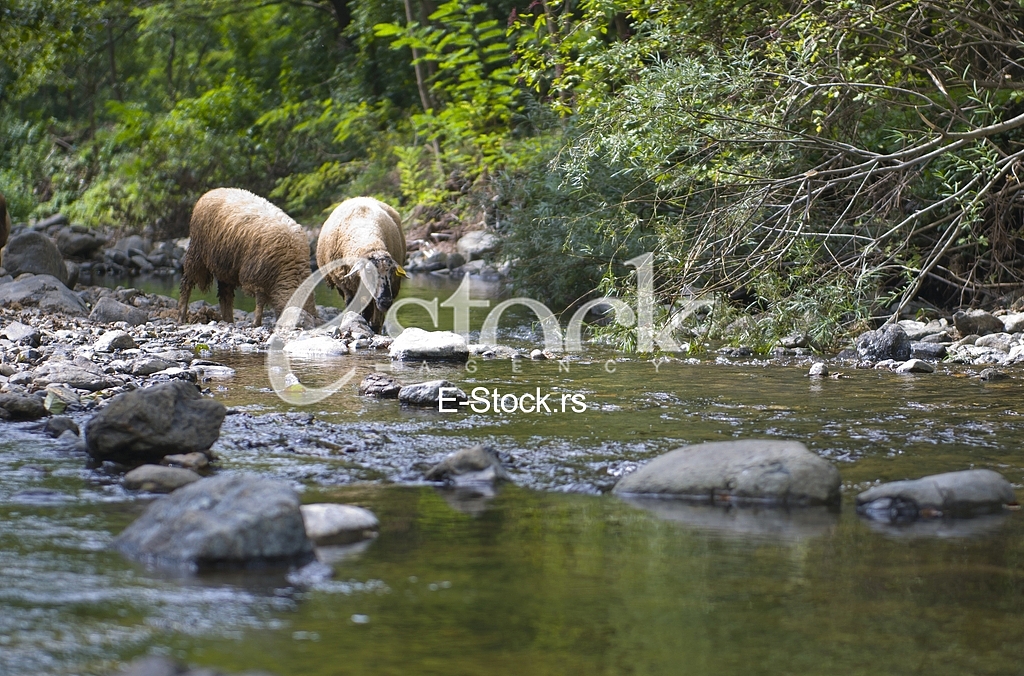 Sheep