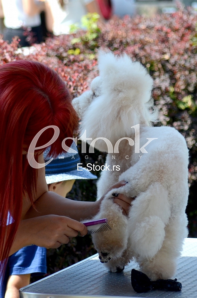 The first international festival of pets 