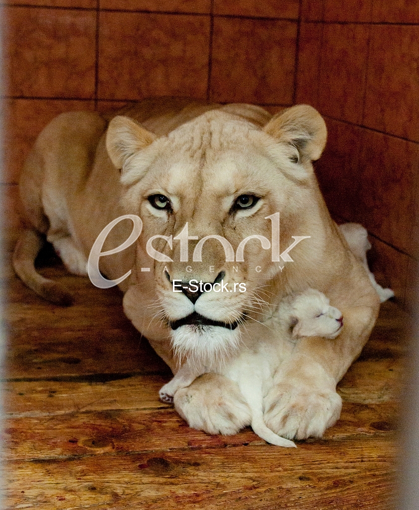 Animal, lions