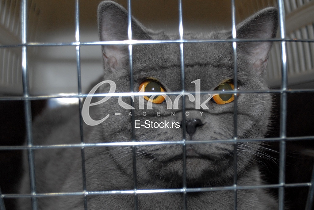 Cat show