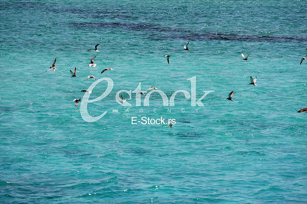 summer beach and Red Sea in Egypt Paradise island