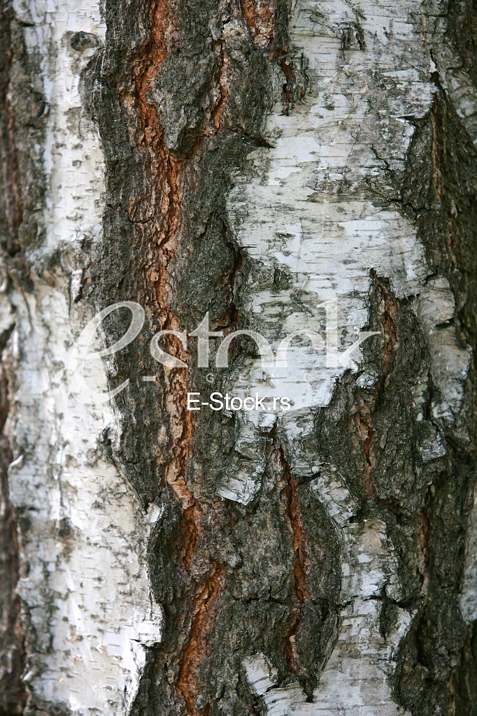 Bark texture background pattern crack old brown for design