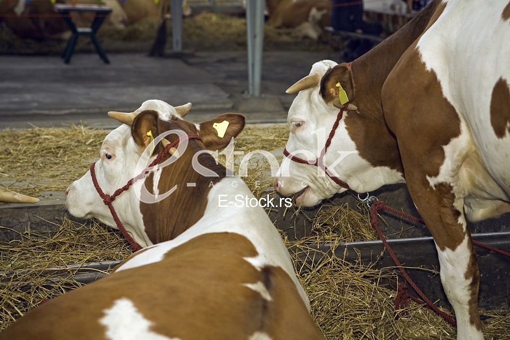 Cow