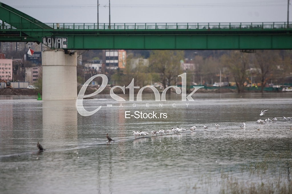 Flood
