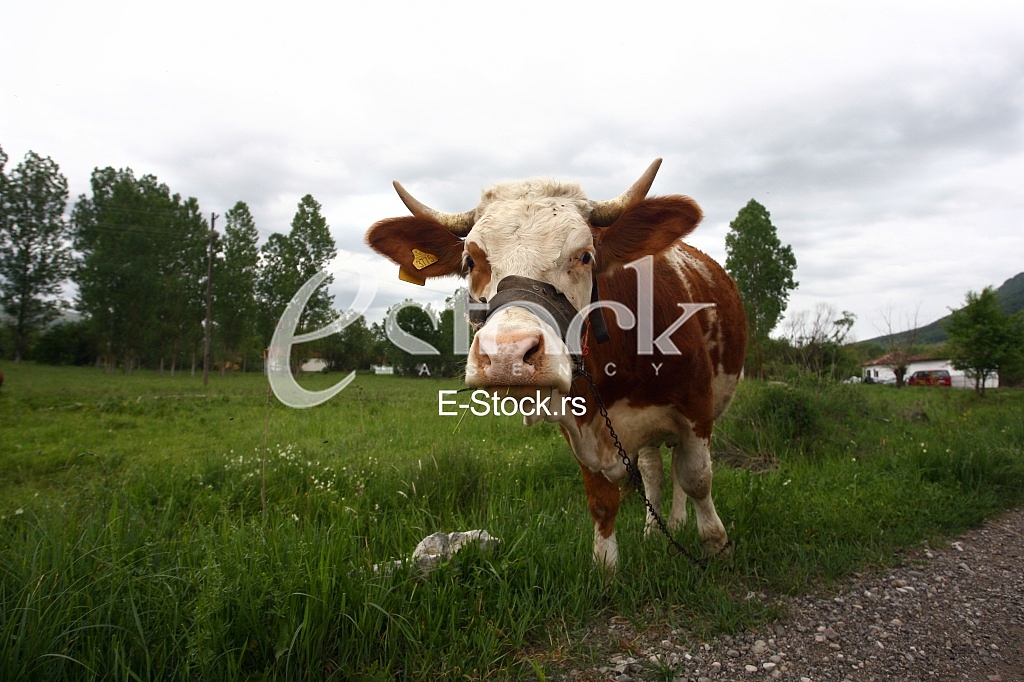 Cows grazing on a green summer meadow