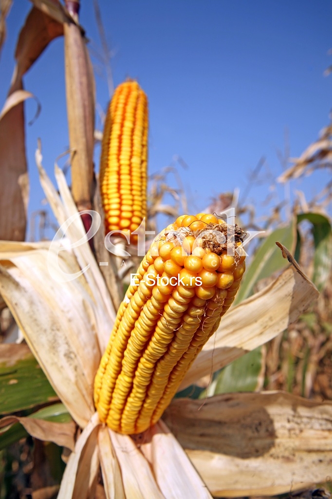 Agriculture
