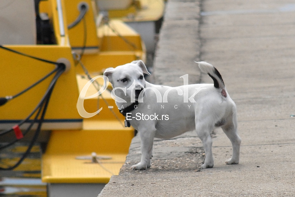 Dog playing