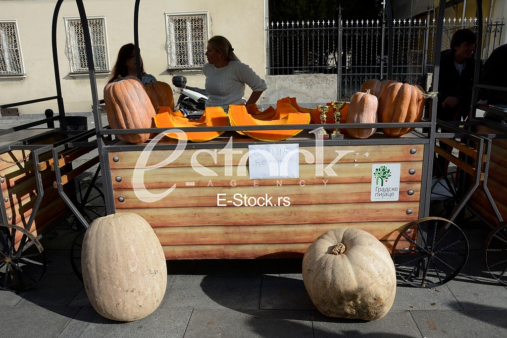competition for the heaviest pumpkin, and for the most beautiful piece of pumpkin, market Zemun