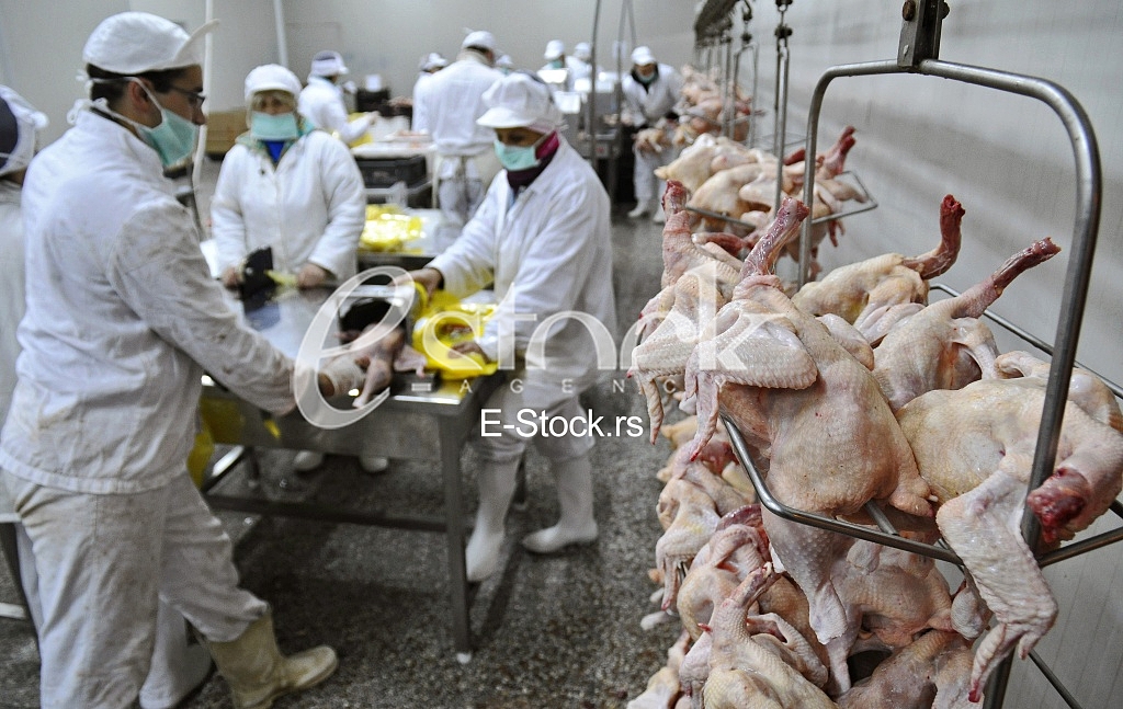 Continuous conveyor of meat of chickens