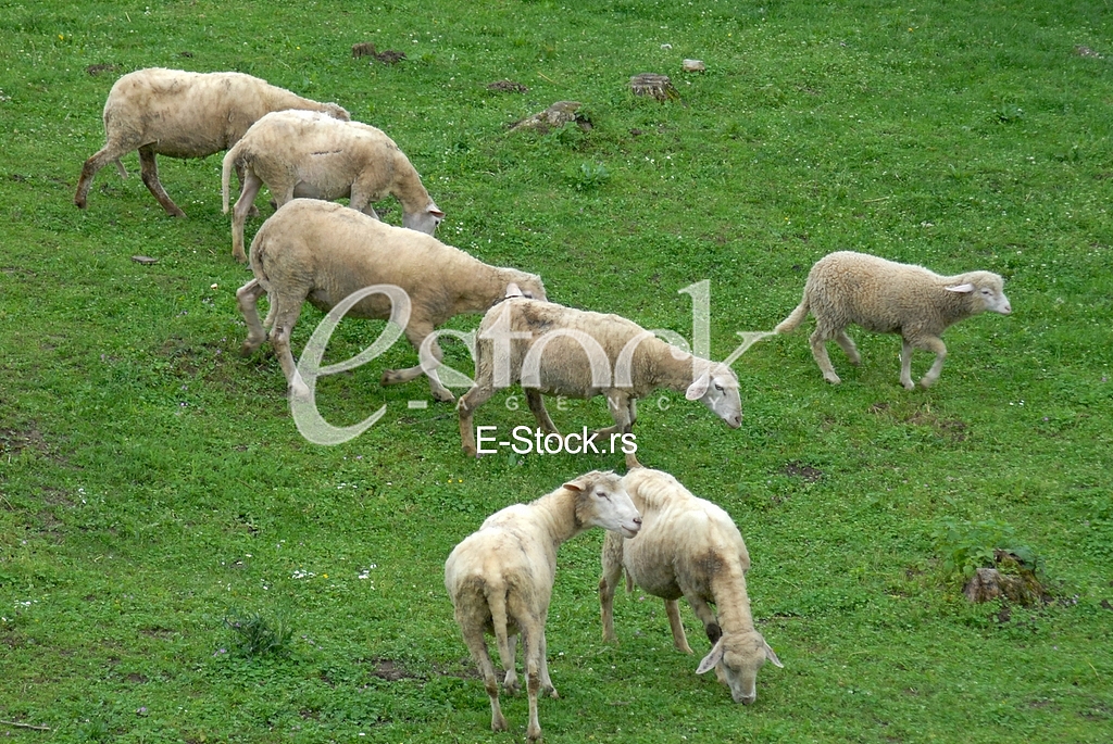 Sheep