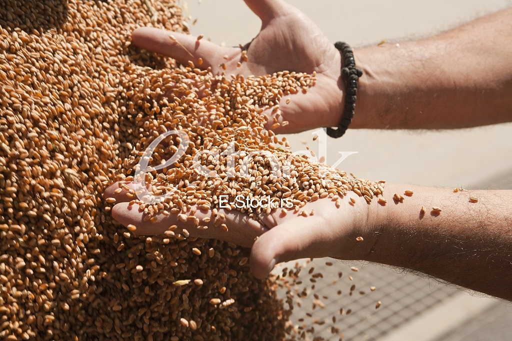 Agriculture