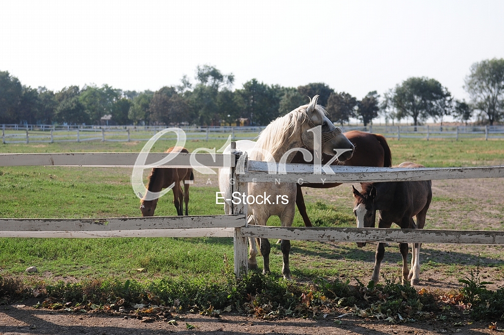 Horse