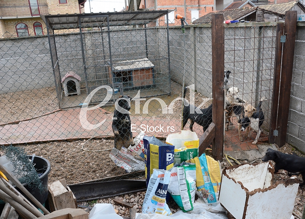 Association for adoption dogs 