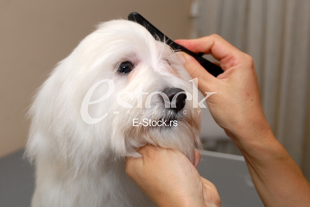 Grooming